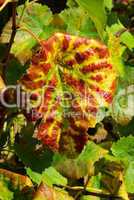 Weinlaub - vine leaves 05