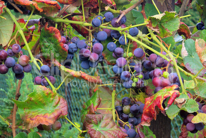 Weintraube rot - grape red 11