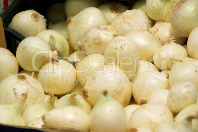 Zwiebel - onion 02 Zwiebel - onion 02