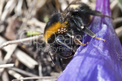 Bumblebee - Bombus