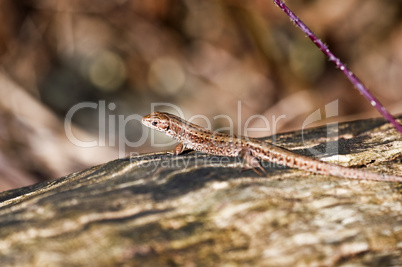 Forest Lizard - Zootoca-vivipara