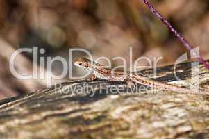 Forest Lizard - Zootoca-vivipara