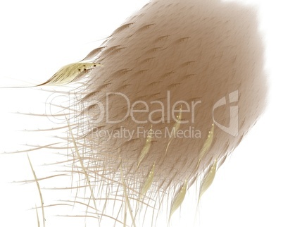 Abstract brown feathers