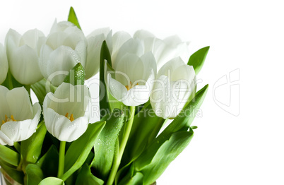 Weiße Tulpen mit Wassertropfen