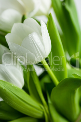 Weiße Tulpen mit Wassertropfen