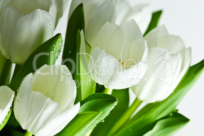 Weiße Tulpen mit Wassertropfen