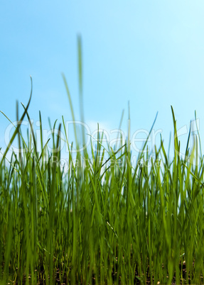 Long grass growing