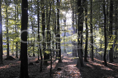 Sonne im Wald