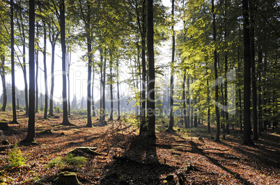 Sonne im Wald