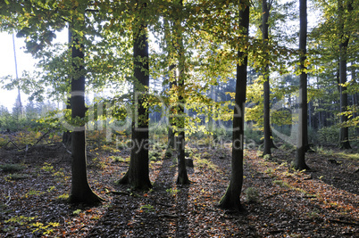 Sonne im Wald