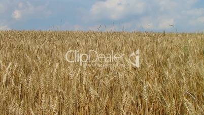 Wheat Field Against Sky