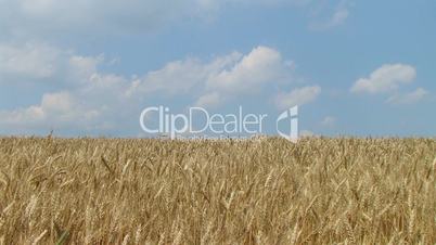 Wheat Field Against Sky 02