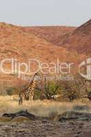 Giraffe (Giraffa camelopardalis)