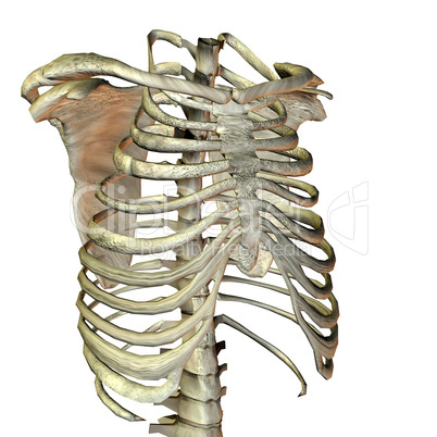 Knochenbau menschlicher Oberkörper