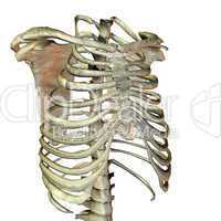 Knochenbau menschlicher Oberkörper