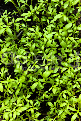 Environment background of seedlings