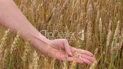 Hand Sifting Wheat 02