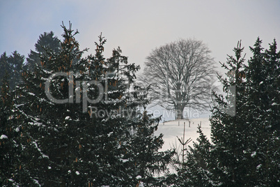 Laub- und Nadelbäume im Winter