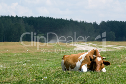 Cow on the pasture