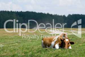 Cow on the pasture