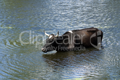 Bull in a pond