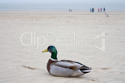 Ente am Strand - Duck at the beach