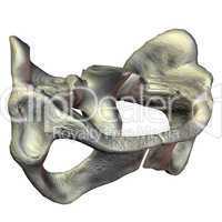 menschlicher Beckenknochen Frau