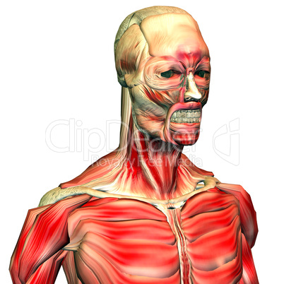 Muskeln und Skelett