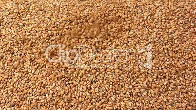 Grain of wheat