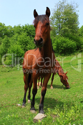 Curious foal