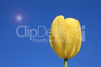 Yellow tulip on a background sky