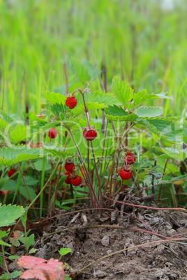 small bush of wild strawberry