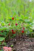 small bush of wild strawberry