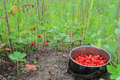 wild strawberry