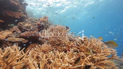 Korallenriff und Fische