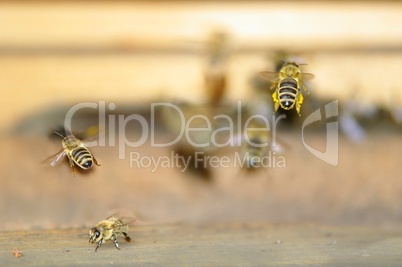 Bienen im Anflug auf den Bienenstock