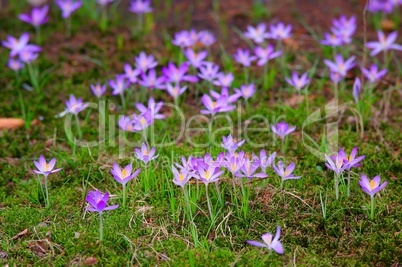 Krokus der Frühlingsbote auf der Wiese