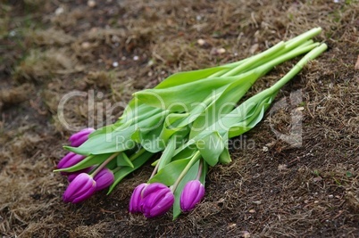 Blumenstrauss Tulpen am Boden liegend