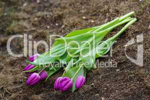 Blumenstrauss Tulpen am Boden liegend