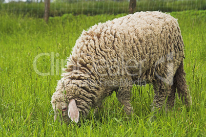 Schaf, sheep