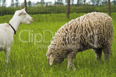 Ziege und Schaf, goat and sheep
