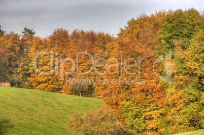 Herbstwald