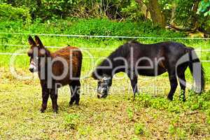 Esel und Pferd, horse and donkey