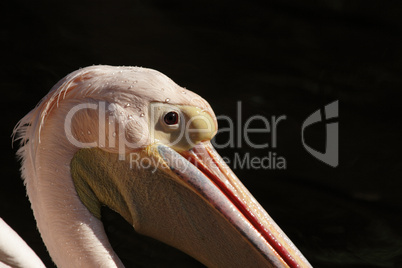 Rosapelikan (Pelecanus onocrotalus)