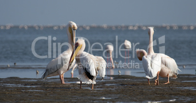 Rosapelikane (Pelecanus onocrotalus)