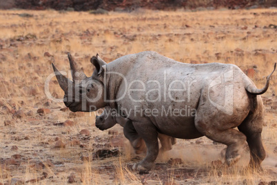 Spitzmaulnashorn (Diceros bicornis)