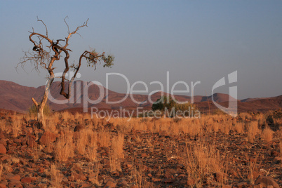 Damaraland, Namibia