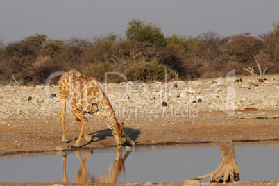 Trinkende Giraffe