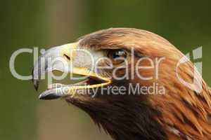 Steinadler (Aquila chrysaetos)