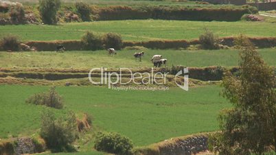 Felder, Anden von Peru
